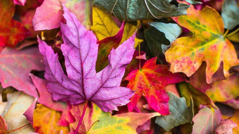 Blätter in unterschiedlichen Farben.  | © Unsplash