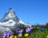 Matterhorn mit Wiese und Blumen im Vordergrund. | © pixabay
