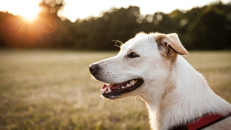 Ein mittelgroßer Hund mit hellem Fell und einem roten Geschirr sitzt auf einer Wiese, im Hintergrund geht die Sonne unter. | © Unsplash