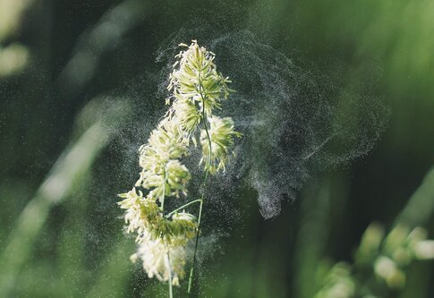 Eine Blume blüht und bringt dazu potenzielle Allergien. | © pixabay