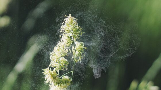 Eine Blume blüht und bringt dazu potenzielle Allergien. | © Pixabay