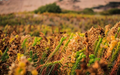 Grosses Feld voller brauner und grüner Getreide.  | © unsplash