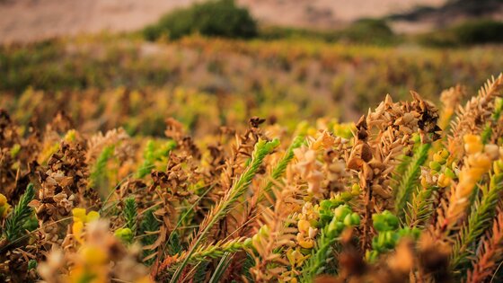 Grosses Feld voller brauner und grüner Getreide.  | © Unsplash