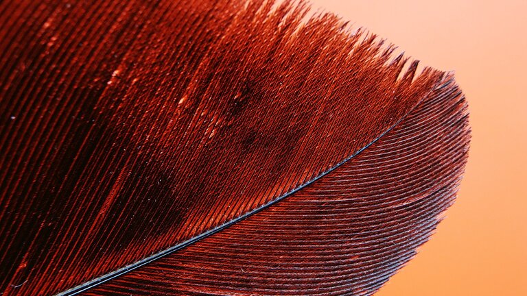 Gros plan d'une plume rouge | © pixabay