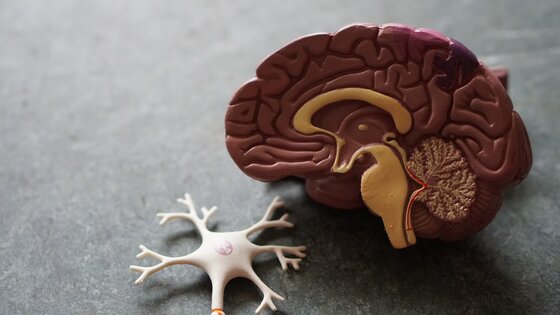 Modell eines Gehirns und eines Neurons | © unsplash