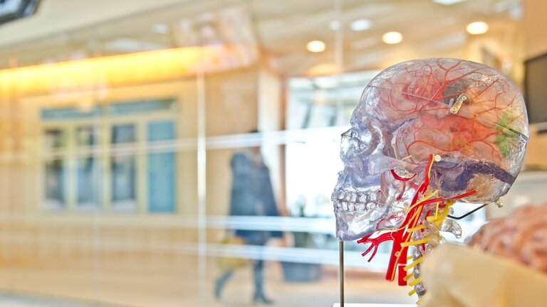 Ein Plastikmodell eines Gehirns im Wartezimmer eines Krankenhauses. | © unsplash