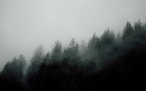 Wald im Nebel | © unsplash