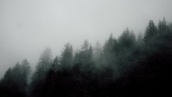 Wald im Nebel | © unsplash