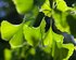 Nahaufnahme von verschiedenen grünen Blättern. | © unsplash