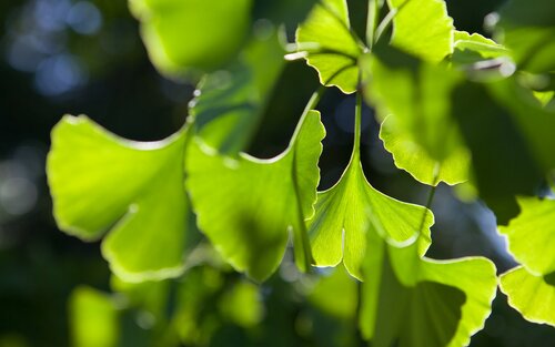Nahaufnahme von verschiedenen grünen Blättern. | © unsplash