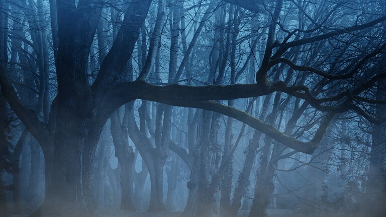 Un forêt sombre durant les mois d'hiver. | © pixabay