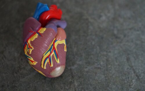Foto eines Plastikmodells des menschlichen Herzens. | © unsplash