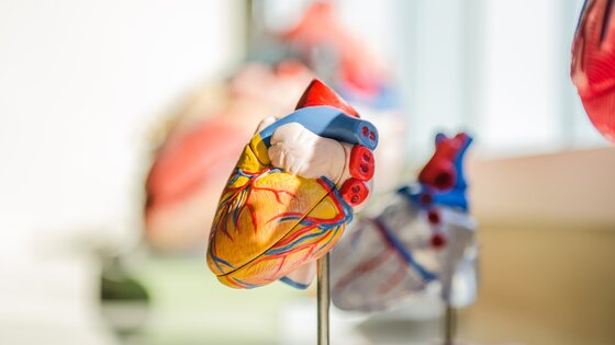 Medizinisches Herz auf Metallstange.  | © https://unsplash.com/photos/Us3AQvyOP-o