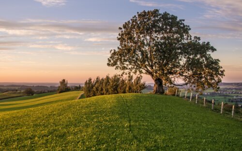 Eine ländliche Landschaft mit einem Baum und einem Hügel. | © unsplash