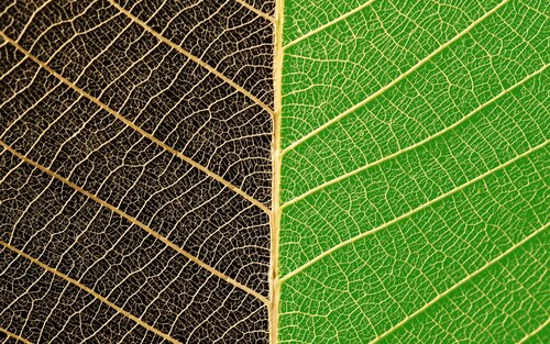 Nahaufnahme eines Blattes, das auf der linken Seite braun/schwarz und auf der rechten Seite grün ist. | © pexels