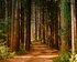 Weg der durch einen Tannenwald führt. | © pexels