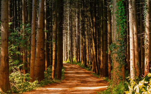 Weg der durch einen Tannenwald führt. | © pexels