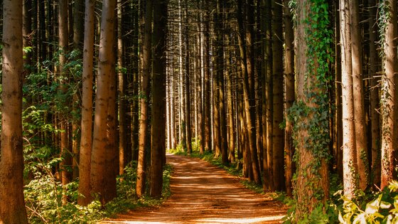 Weg der durch einen Tannenwald führt | © pexels