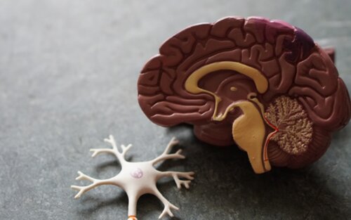 Modell eines Gehirns und eines Neurons. | © unsplash