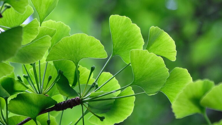 Grüne Blätter | © Pixabay