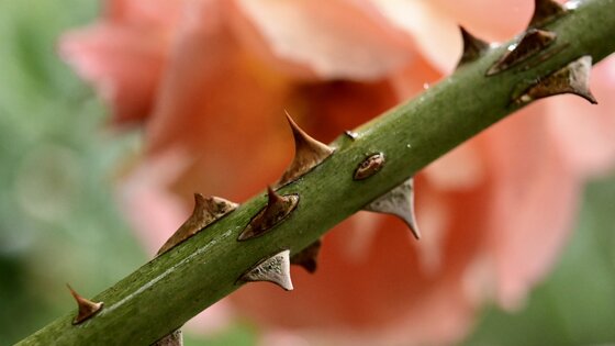 Detailansicht der Sprossachse einer Rose | © Pixabay