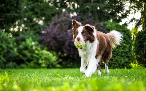 Foto eines Hundes, der mit einem Ball im Mund über eine Wiese rennt. | © unsplash