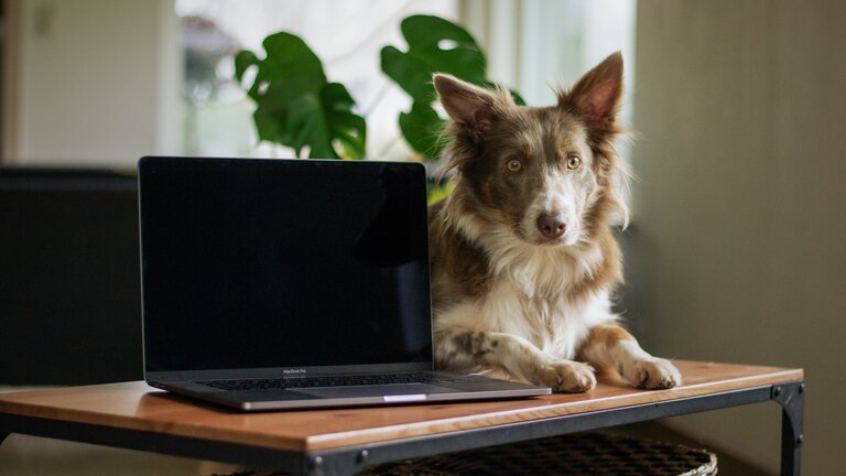 Hund auf einem Tisch neben einem Computer. | © unsplash