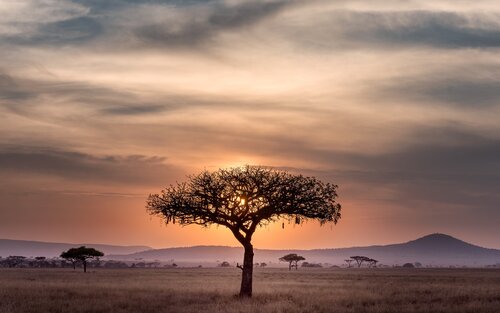 Foto von einem Baum in Afrika. | © unsplash