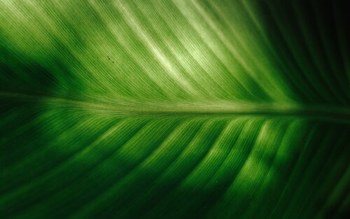 Grünes Blatt | © Unsplash