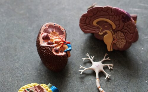 Modell verschiedener Teile des Gehirns | © unsplash