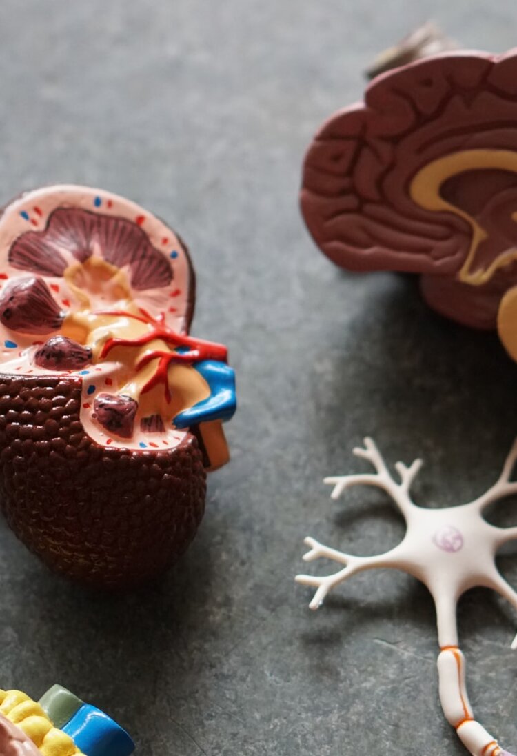 Modell verschiedener Teile des Gehirns | © Unsplash
