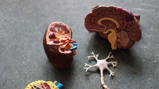 Modell verschiedener Teile des Gehirns | © Unsplash