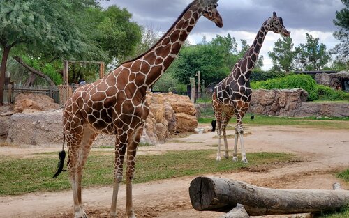 Girafes dans un enclos au zoo | © unsplash