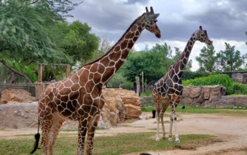 Giraffen in einem Gehege im Zoo. | © unsplash