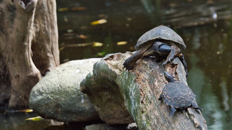 Grosse und kleine Schildkröte, die auf einem umgefallenen Baumstamm sitzen. | © pixabay