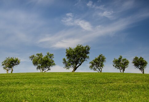 Bäume auf einem grünen Hügel. | © pixabay