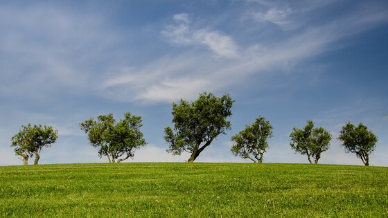 Bäume auf einem grünen Hügel. | © Pixabay