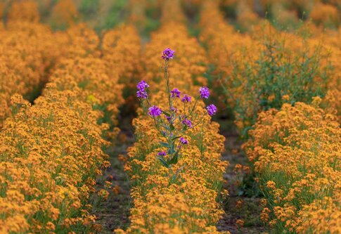Une fleur violette au centre d'un champ de fleurs orange. | © unsplash