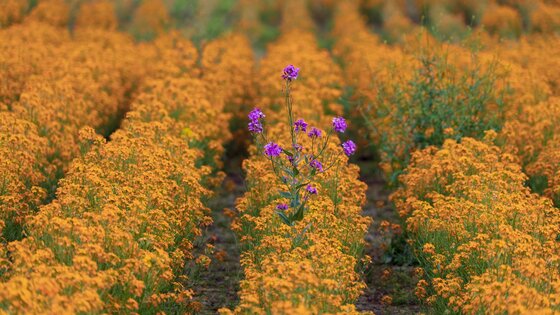 Eine lila Blume steht inmitten eines orangen Blumenfeldes. | © Unsplash
