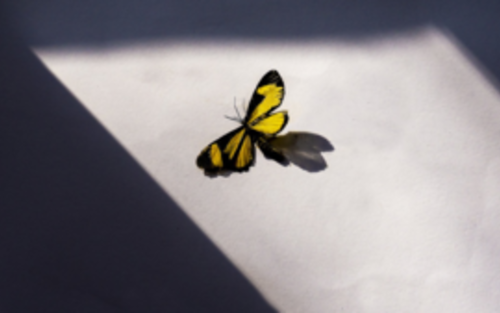Auf dem Bild ist ein Schmetterling zu sehen, der an einer nackten Betonwand sitzt. Er wird von der Sonne beschienen, während der Hintergrund im Schatten liegt.  | © pixabay