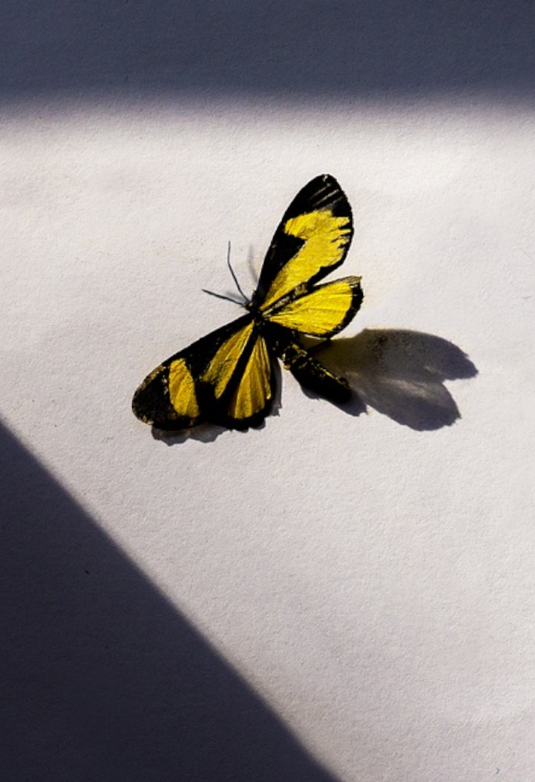 Auf dem Bild ist ein Schmetterling zu sehen, der an einer nackten Betonwand sitzt. Er wird von der Sonne beschienen, während der Hintergrund im Schatten liegt.  | © Pixabay
