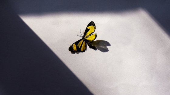 Auf dem Bild ist ein Schmetterling zu sehen, der an einer nackten Betonwand sitzt. Er wird von der Sonne beschienen, während der Hintergrund im Schatten liegt.  | © Pixabay