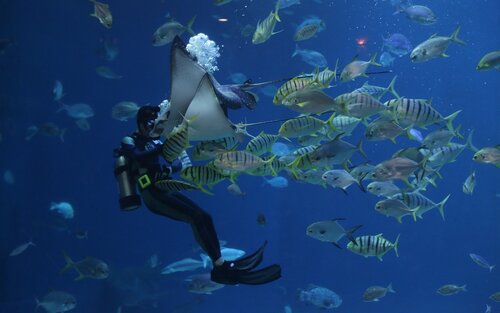 Ein Taucher unter Wasser umzingelt von Fischen.  | © pixabay