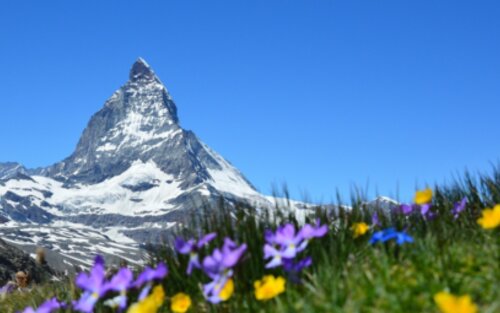 Matterhorn mit Wiese und Blumen im Vordergrund. | © pixabay