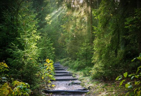 Un chemin dans les bois | © pixabay