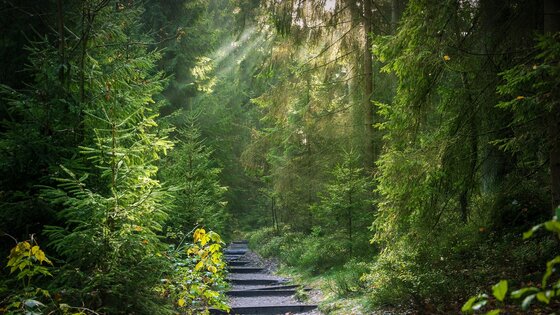 Ein Waldweg | © pixabay